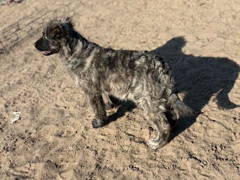 Villam - Neugieriger junger Entdecker sucht sein Zuhause