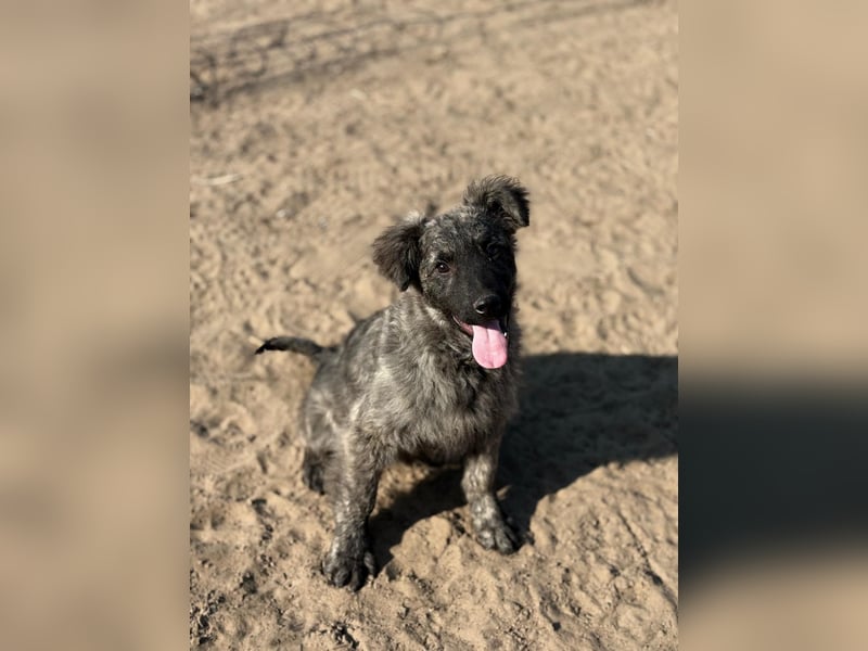 Villam - Neugieriger junger Entdecker sucht sein Zuhause