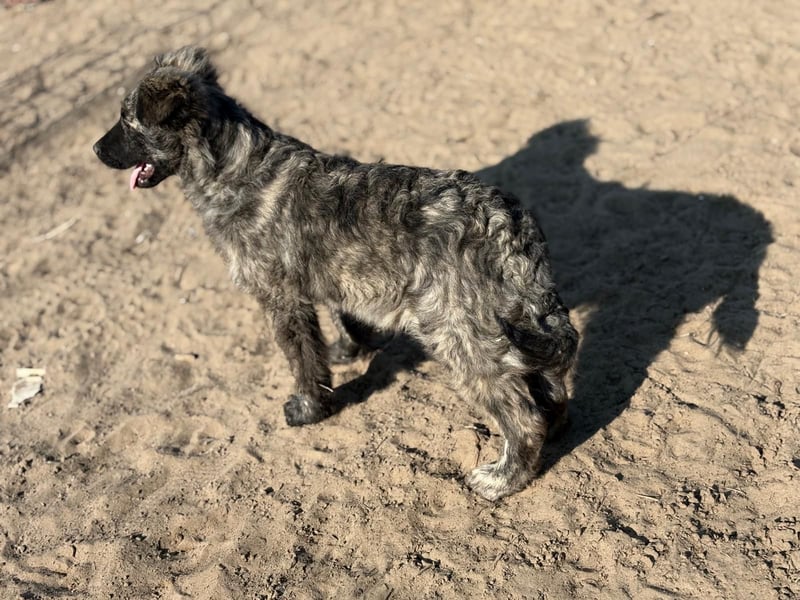 Villam - Neugieriger junger Entdecker sucht sein Zuhause