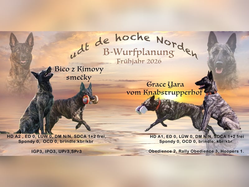 Wurfplanung Frühjahr 2026 Holländischer Schäferhund