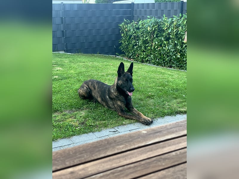 Wunderschöne Malinois x Herderhündin
