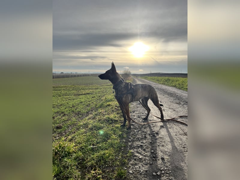 Wunderschöne Malinois x Herderhündin