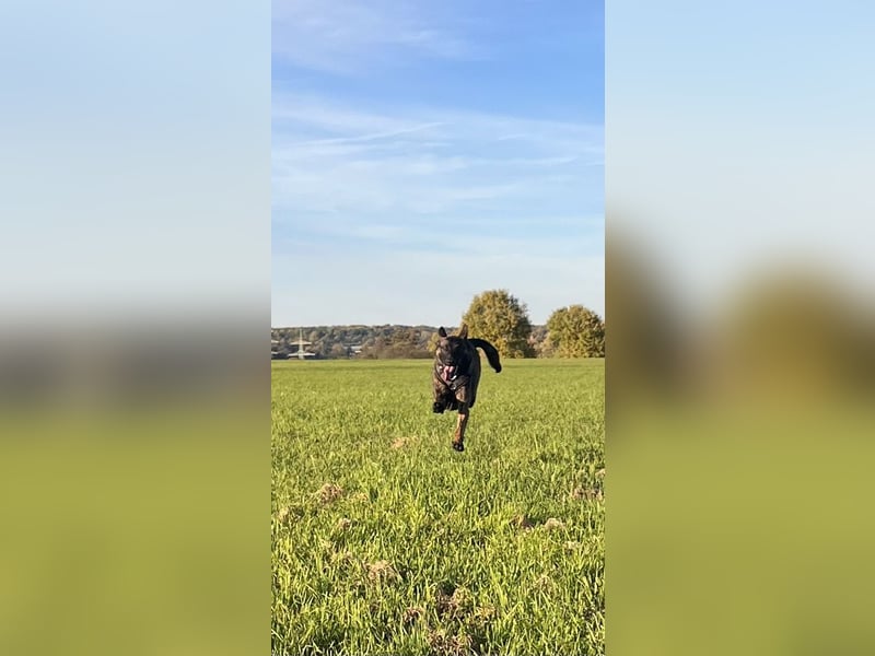 Wunderschöne Malinois x Herderhündin