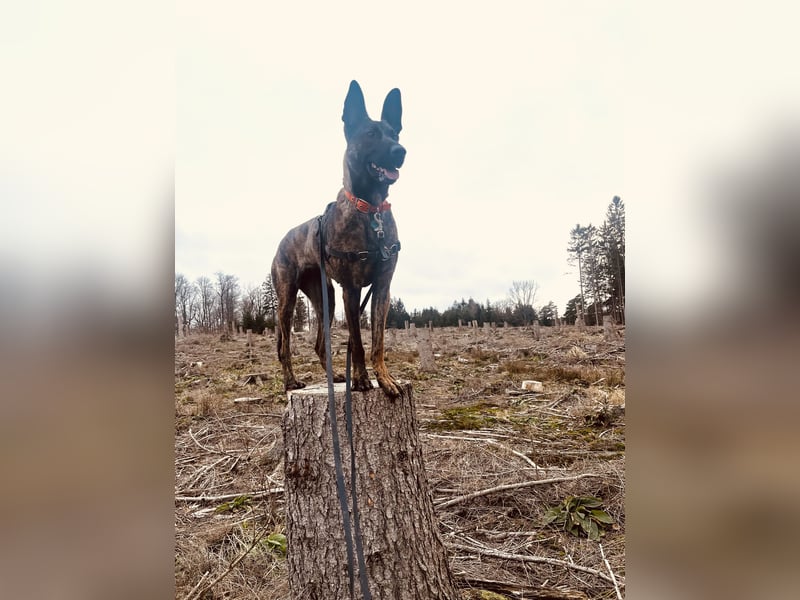 Wunderschöne Malinois x Herderhündin