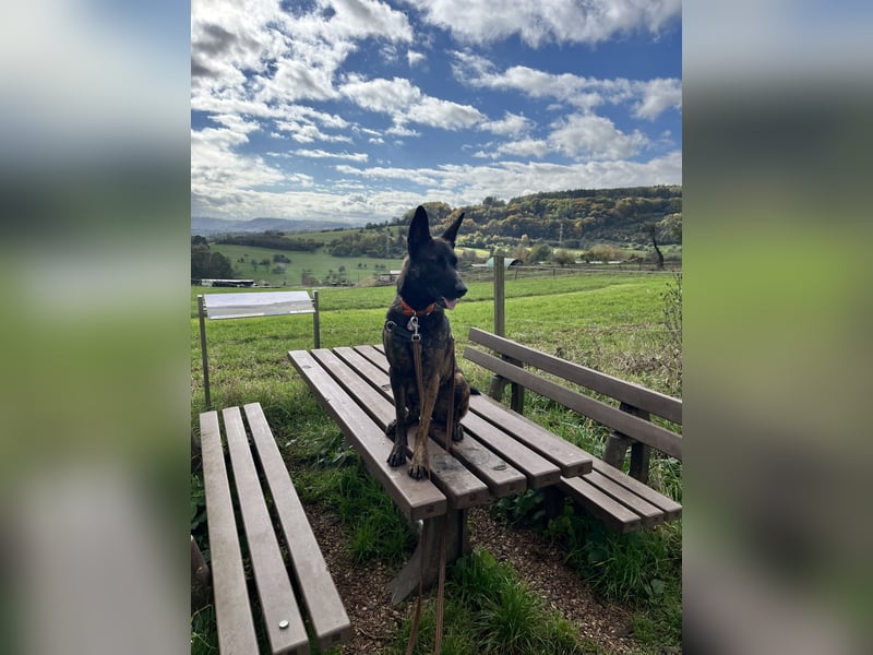 Wunderschöne Malinois x Herderhündin