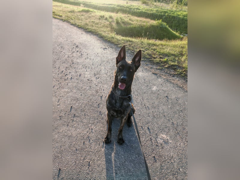 X Herder Hündin 2 Jahre alt