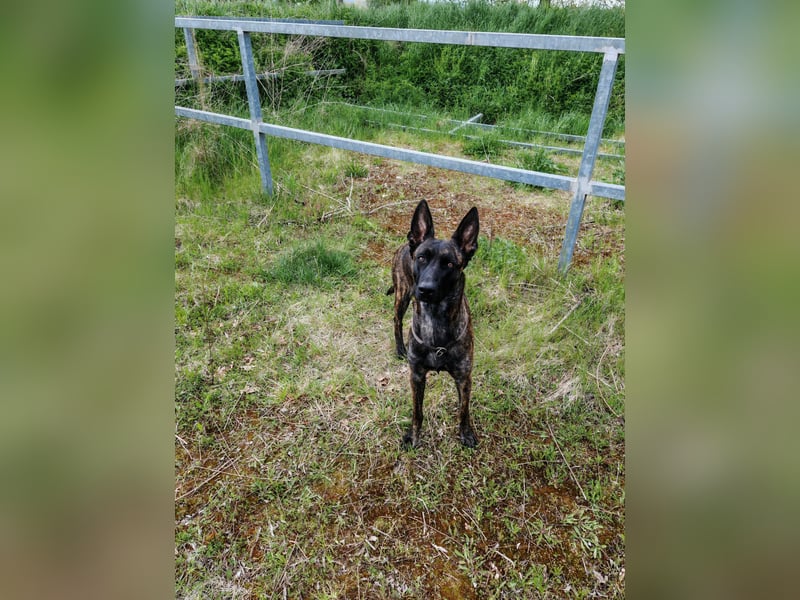 X Herder Hündin 2 Jahre alt
