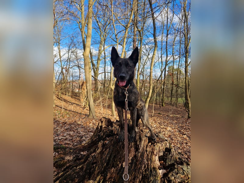 Hollandse Herder Hündin Pepper