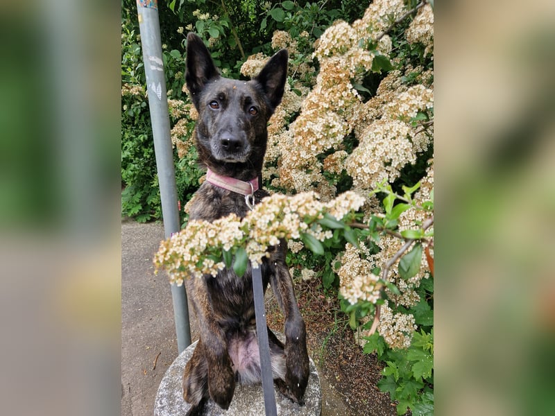 Hollandse Herder Hündin Pepper