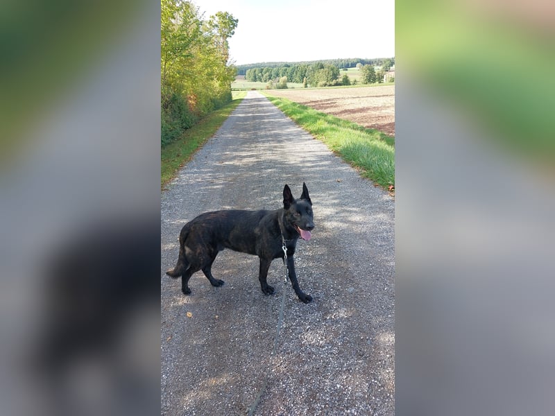 X-Hollandse Herder