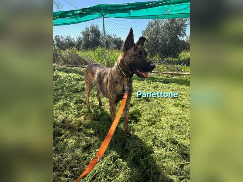 Panettone geb. 01/2023 (ESP) - liebevoller holländischer Schäferhund-Mix!