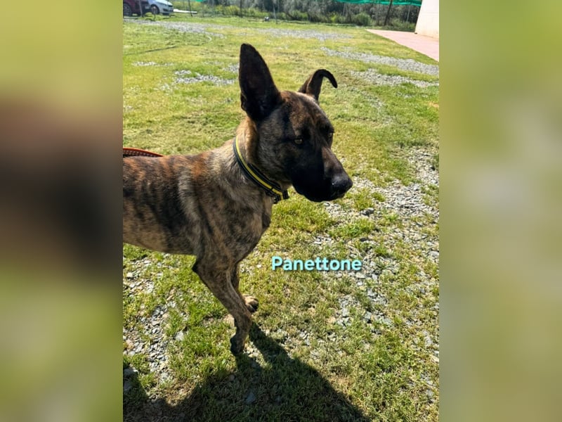 Panettone geb. 01/2023 (ESP) - liebevoller holländischer Schäferhund-Mix!