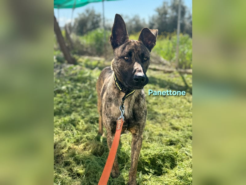 Panettone geb. 01/2023 (ESP) - liebevoller holländischer Schäferhund-Mix!