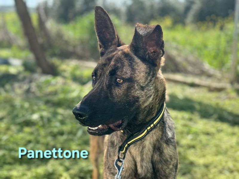 Panettone geb. 01/2023 (ESP) - liebevoller holländischer Schäferhund-Mix!