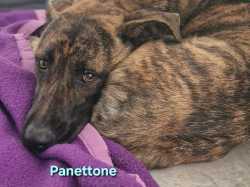 Panettone geb. 01/2023 (ESP) - liebevoller holländischer Schäferhund-Mix!