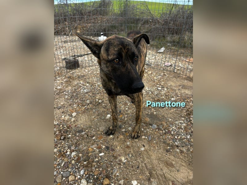 Panettone geb. 01/2023 (ESP) - liebevoller holländischer Schäferhund-Mix!
