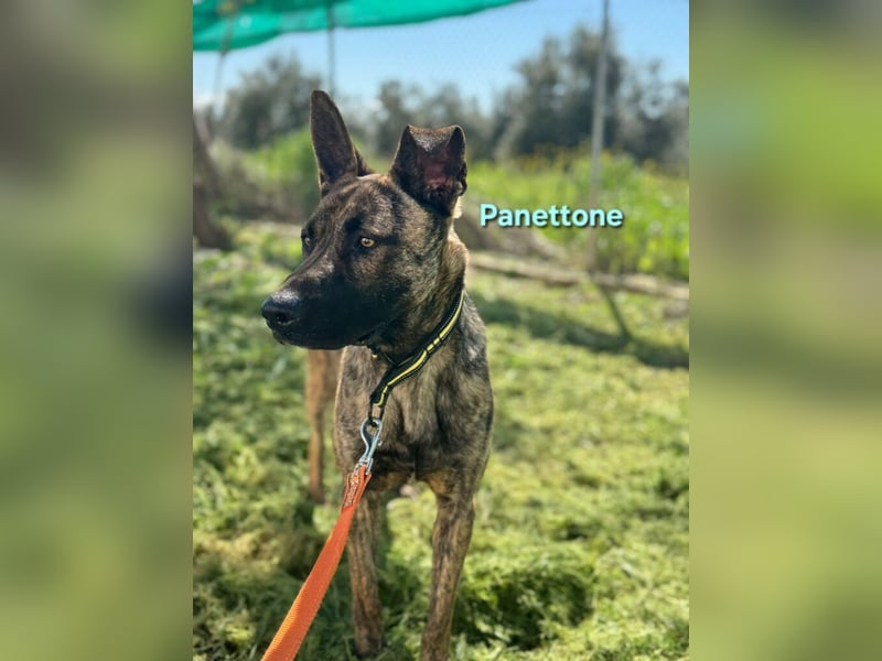 Panettone geb. 01/2023 (ESP) - liebevoller holländischer Schäferhund-Mix!