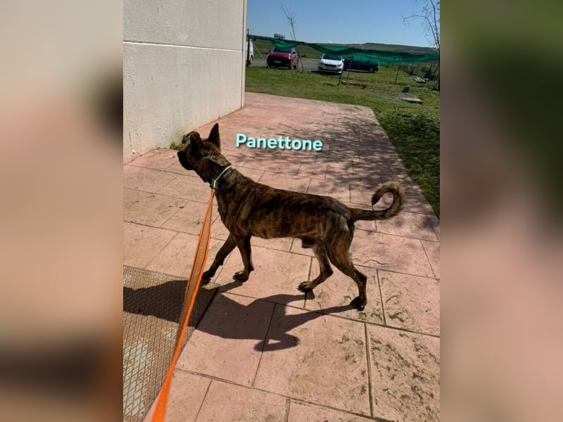 Panettone geb. 01/2023 (ESP) - liebevoller holländischer Schäferhund-Mix!