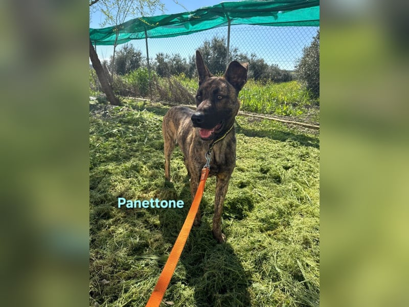 Panettone geb. 01/2023 (ESP) - liebevoller holländischer Schäferhund-Mix!