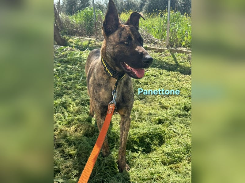 Panettone geb. 01/2023 (ESP) - liebevoller holländischer Schäferhund-Mix!