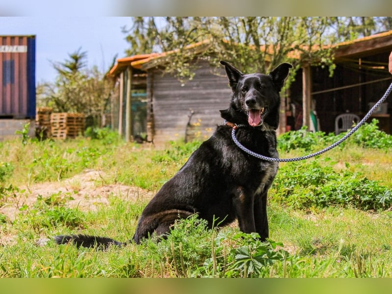 OSSO - ein geselliger und verspielter Senior