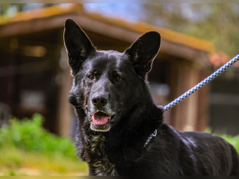 OSSO - ein geselliger und verspielter Senior