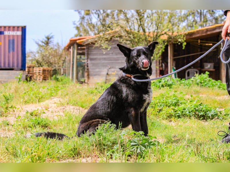 OSSO - ein geselliger und verspielter Senior