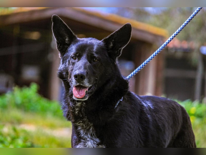 OSSO - ein geselliger und verspielter Senior