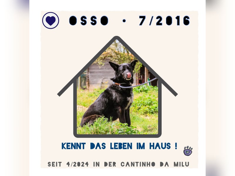 OSSO - ein geselliger und verspielter Senior