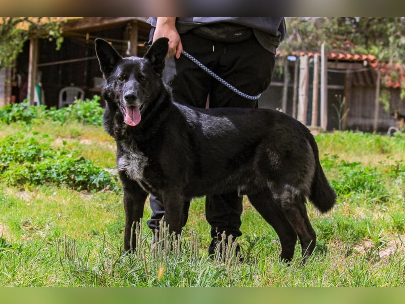 OSSO - ein geselliger und verspielter Senior