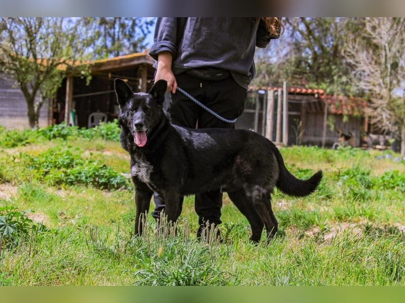 OSSO - ein geselliger und verspielter Senior