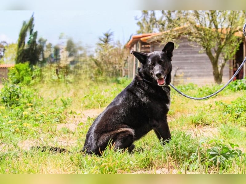 OSSO - ein geselliger und verspielter Senior