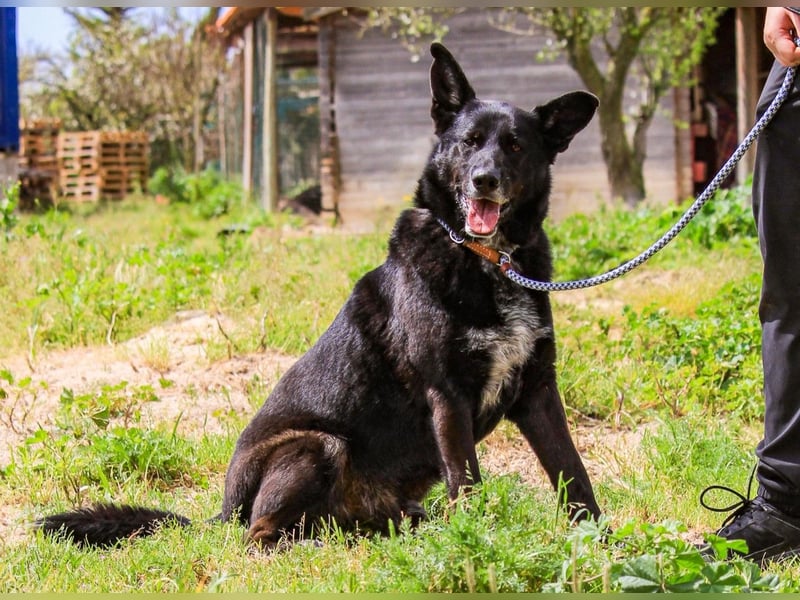 OSSO - ein geselliger und verspielter Senior