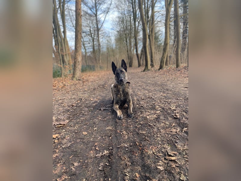 Freundlicher & Sportbegeisterter X-Herder
