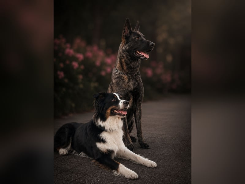 Freundlicher & Sportbegeisterter X-Herder