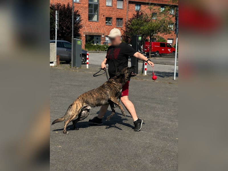 Freundlicher & Sportbegeisterter X-Herder
