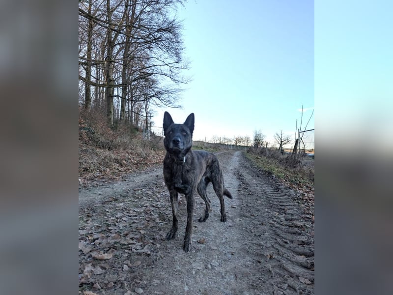 Cosmo - aktiver, aufmerksamer Holandse Herder auf PS in Eslohe