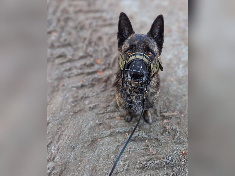 Cosmo - aktiver, aufmerksamer Holandse Herder auf PS in Eslohe