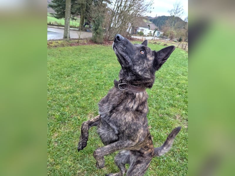 Cosmo - aktiver, aufmerksamer Holandse Herder auf PS in Eslohe