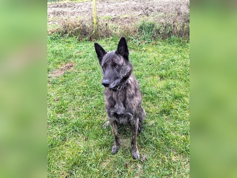 Cosmo - aktiver, aufmerksamer Holandse Herder auf PS in Eslohe