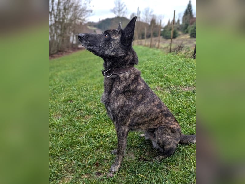 Cosmo - aktiver, aufmerksamer Holandse Herder auf PS in Eslohe