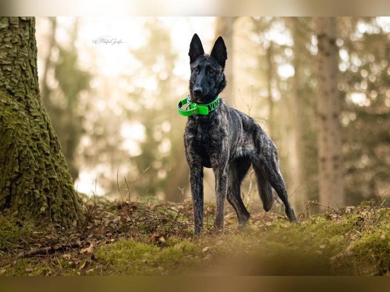X-Herder sucht neues zu Hause