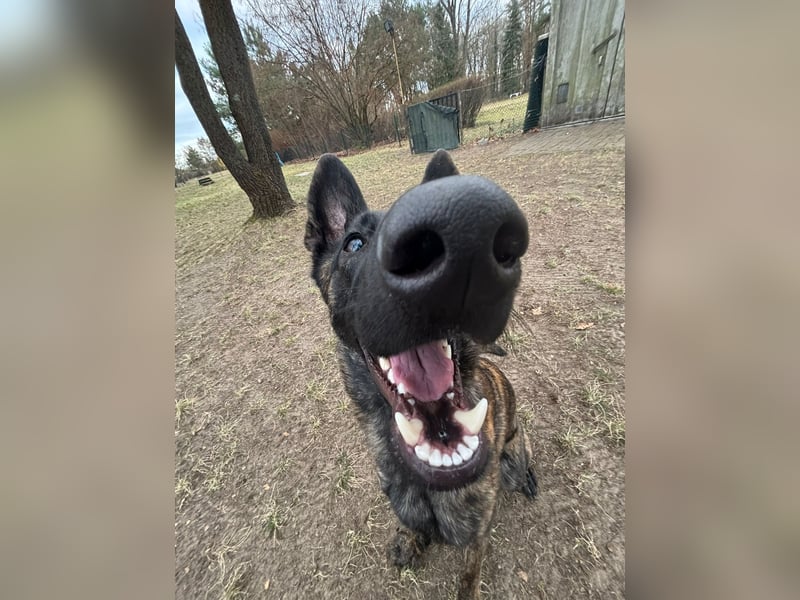 X-Herder sucht zu Hause