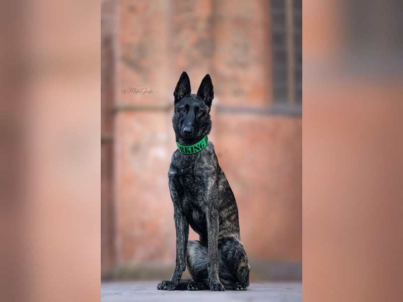 X-Herder sucht zu Hause