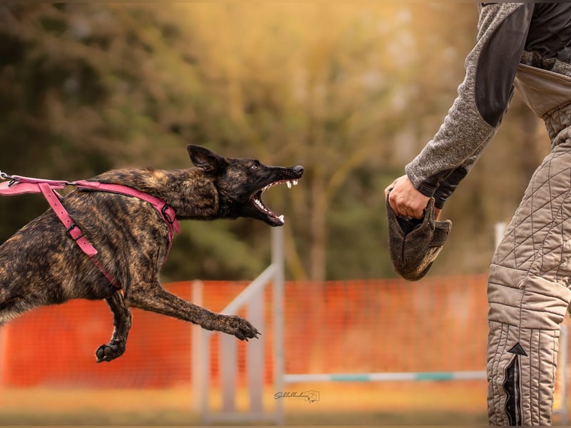 X-Herder sucht zu Hause