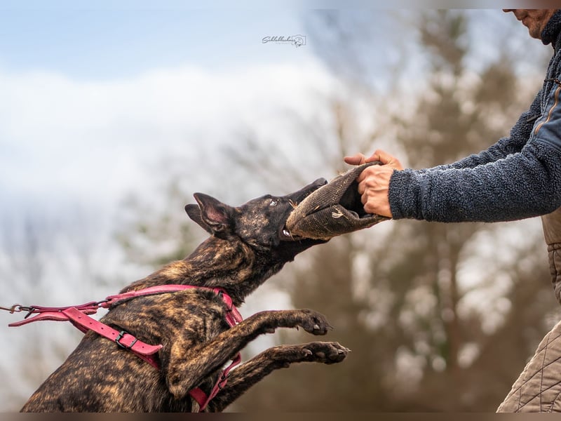 X-Herder sucht zu Hause
