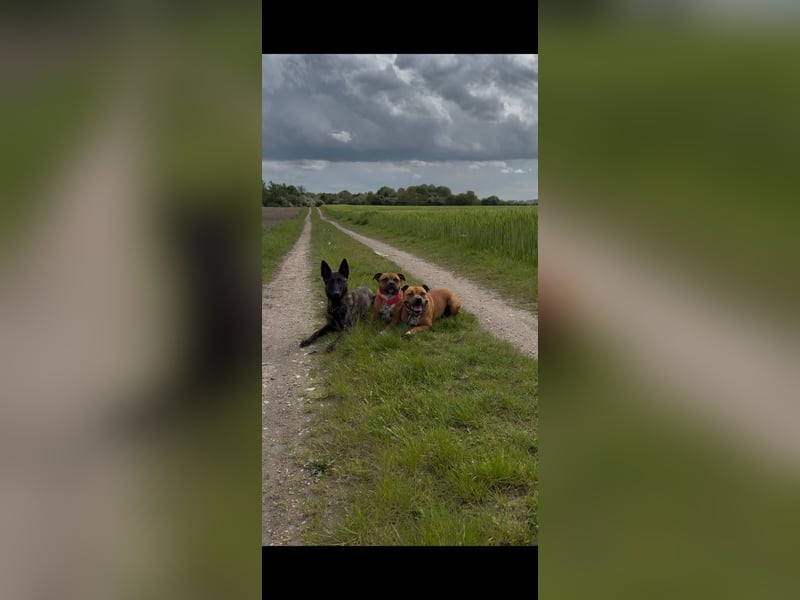 X-Herder sucht neues zu Hause