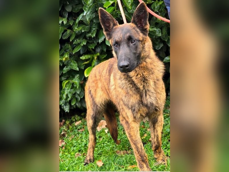 Freundlicher Herderrüde Dolph sucht aktive Hundemenschen