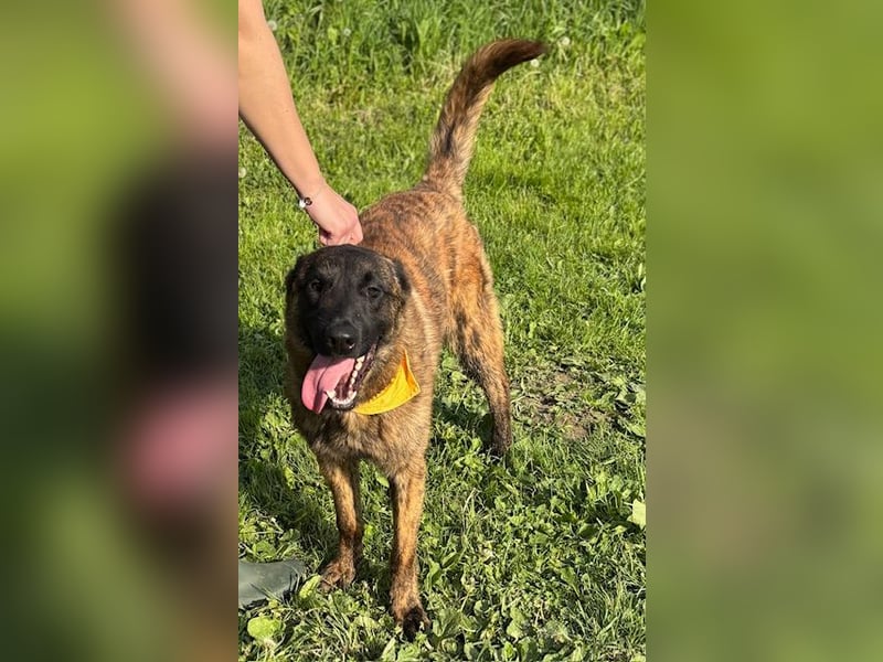 Freundlicher Herderrüde Dolph sucht aktive Hundemenschen