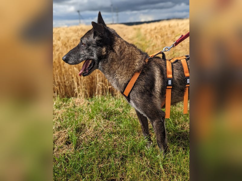 Nelson ein toller Hollandse Herder Mix
